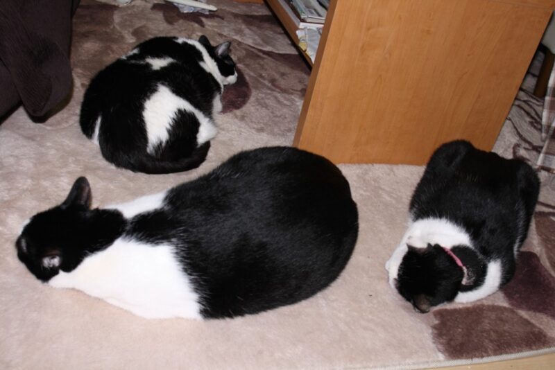 3 black and white cats sleeping