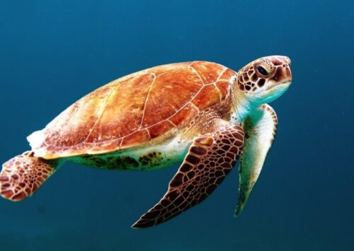 turtle swimming in the sea