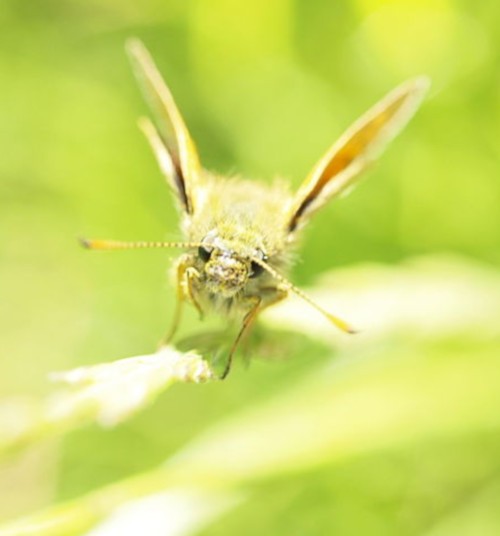 Large skipper's face