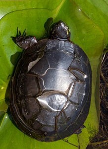 turtle's scutes