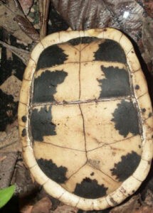 turtle's plastron