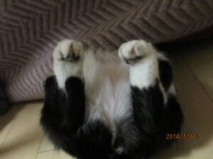 a cat's underside