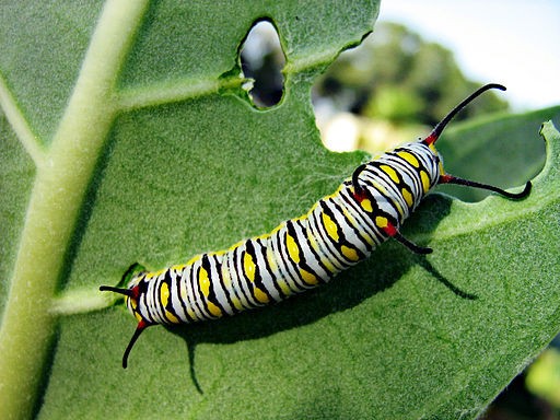 a monarch caterpillar