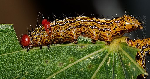 A red-humped caterpillar