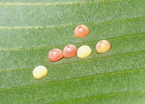 a banana skipper's egg