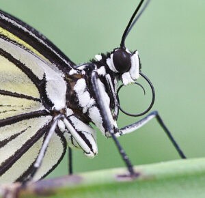 proboscis of a butterfly