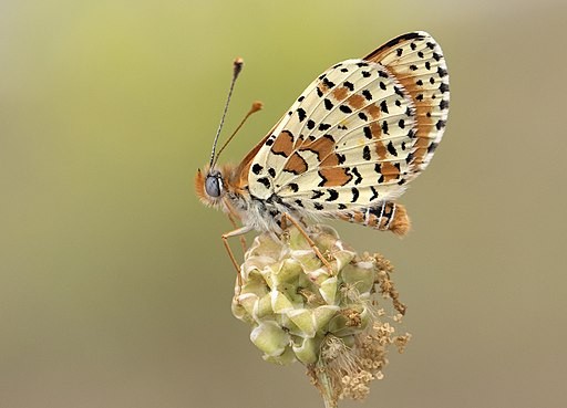 Fritillary butterfly side view