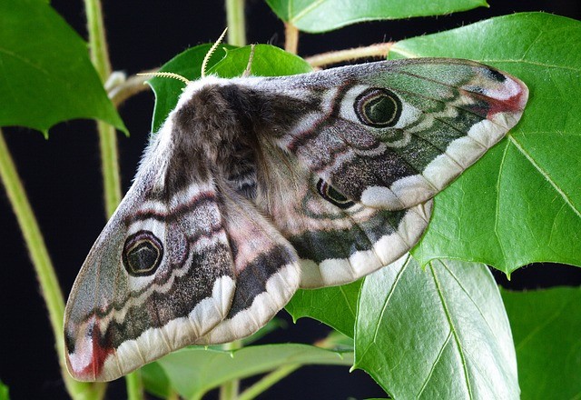 Emperor moth on a leaf