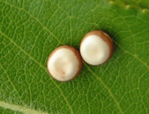 polyphemus moth egg