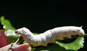 A Bombyx Mori caterpillar