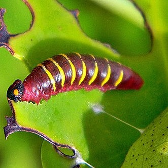 mangrove skipper caterpillar