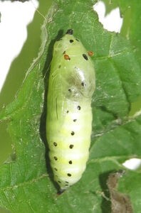 golden angle chrysalis