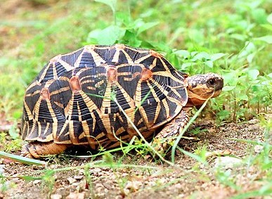 Indian Star Tortoise