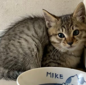 kitten facing the camera