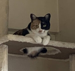 cat on top of cat tower