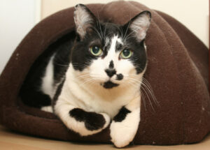 Cat peering out from her house