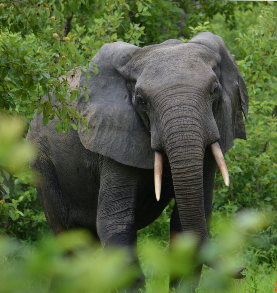 African Forest Elephant
