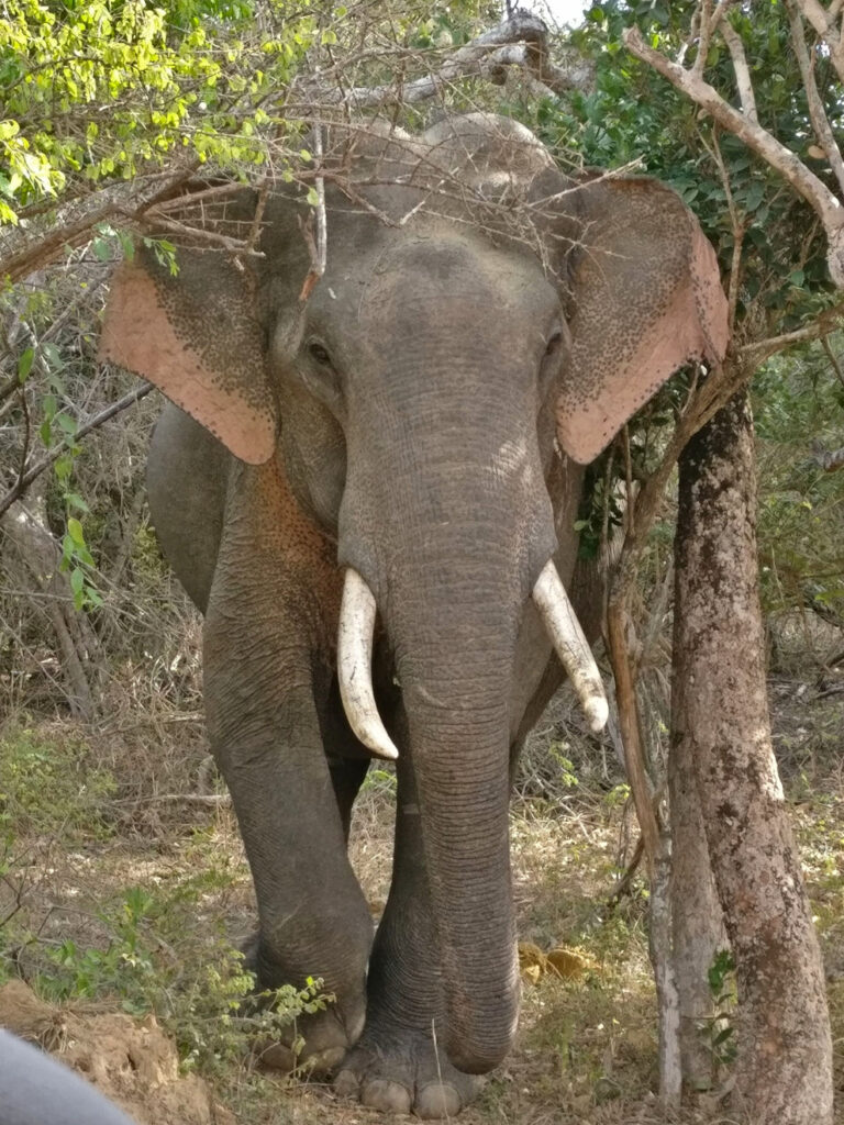 Profile of an Asian elephant