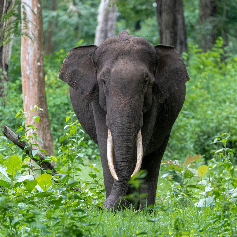 Asian Elephant