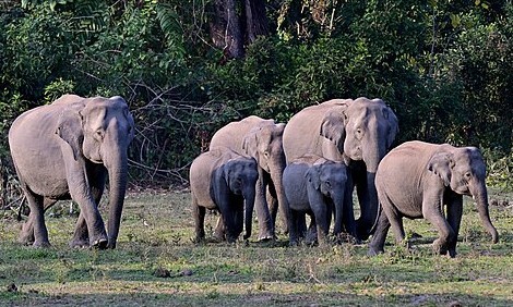 herd of asian elephants walking