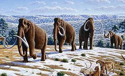 mammoths walking