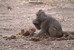 baboon on elephant's dung