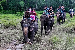 elephant safari