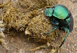 beetle on elephant's dung