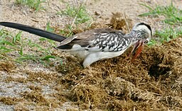 hornbill on elephant's dung